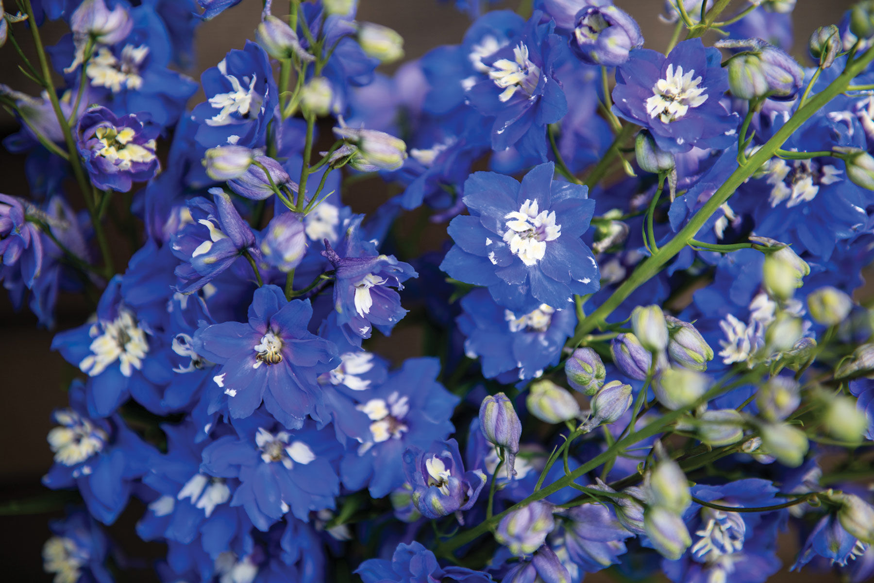 アーモンドフラワーHARDY AMIES 英国王室御用達サファイアブルー Magic Fountains Mid Blue White Bee - Delphinium Seed | Johnny's