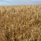 Spring Wheat (MN-Torgy) Wheat