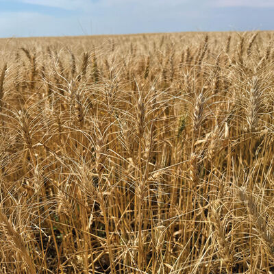 Spring Wheat (MN-Torgy) Wheat