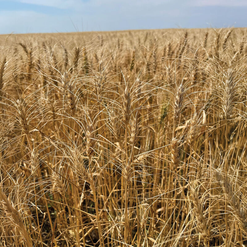 Spring Wheat (MN-Torgy) Wheat