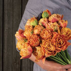 Sensual Touch Tulips