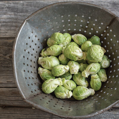 Diablo Cold Tolerant