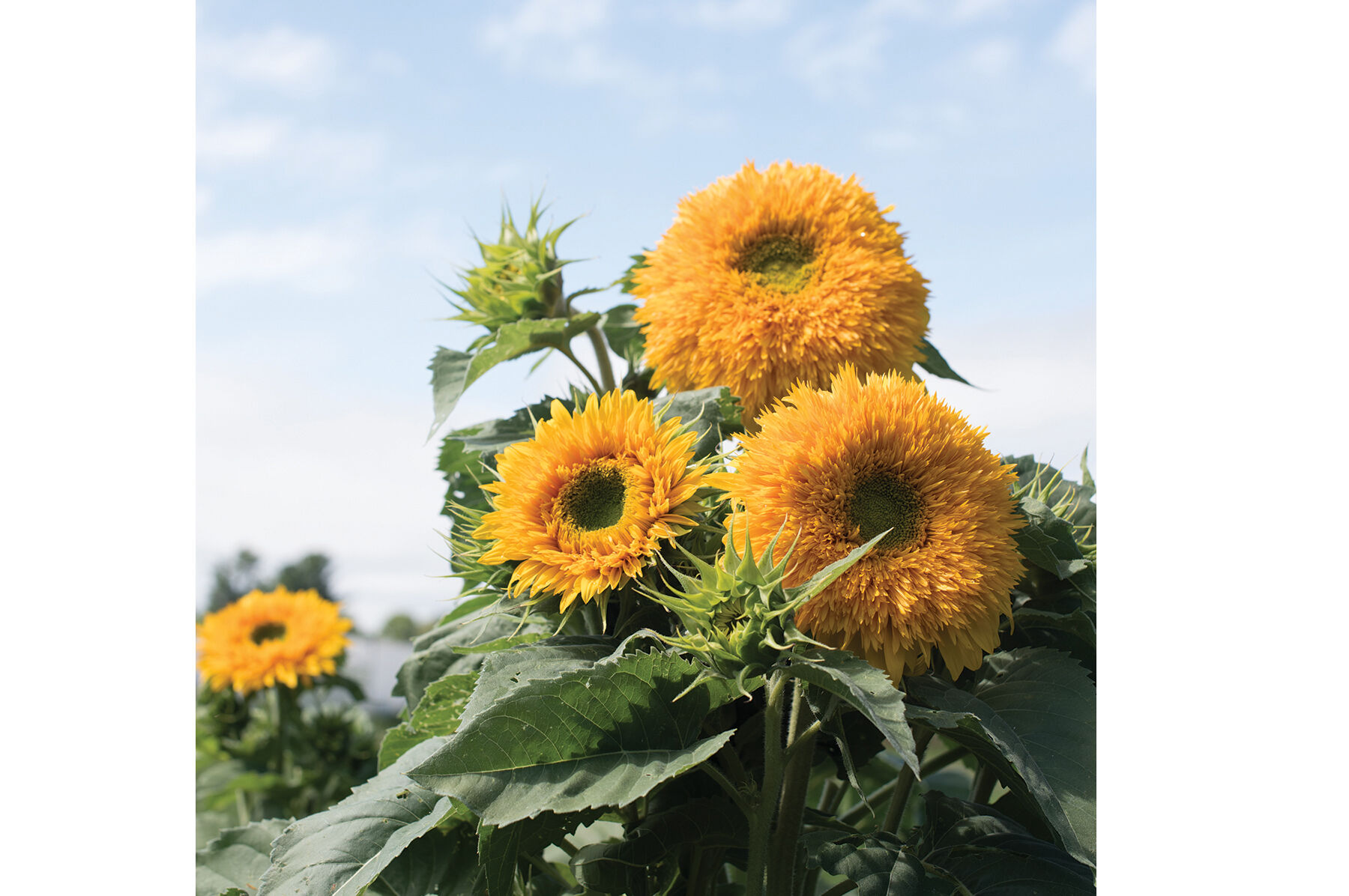 Wicker Park S/2 Oversized Golden Sunflower Spheres - QVC.com