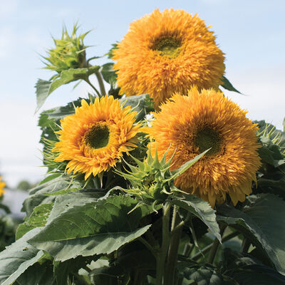 Goldy Double Goldy Double Tall Sunflowers