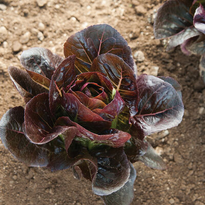 Truchas Romaine Lettuce (Cos)