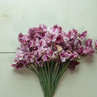 Streamers Chocolate Sweet Peas