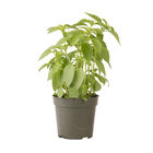 Lime Citrus Basil