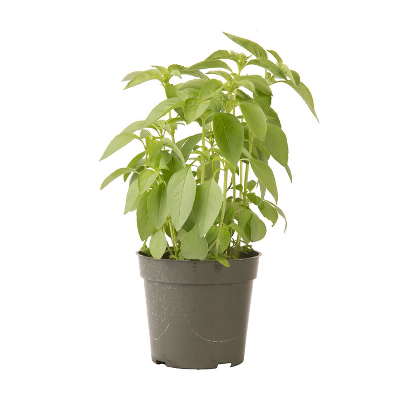 Lime Citrus Basil