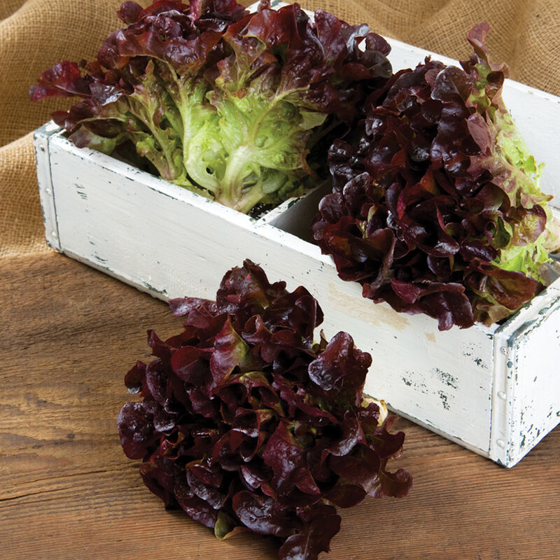 Rouxai Rouxai Oakleaf Lettuce