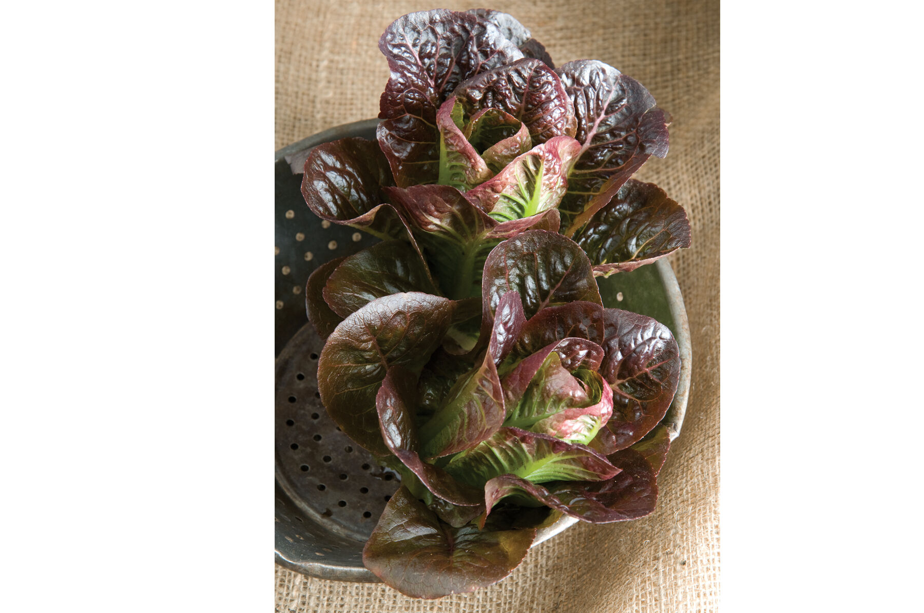 Breen Romaine Lettuce (Cos)