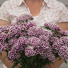 Sweet™ Purple White Bicolor Dianthus (Sweet William)