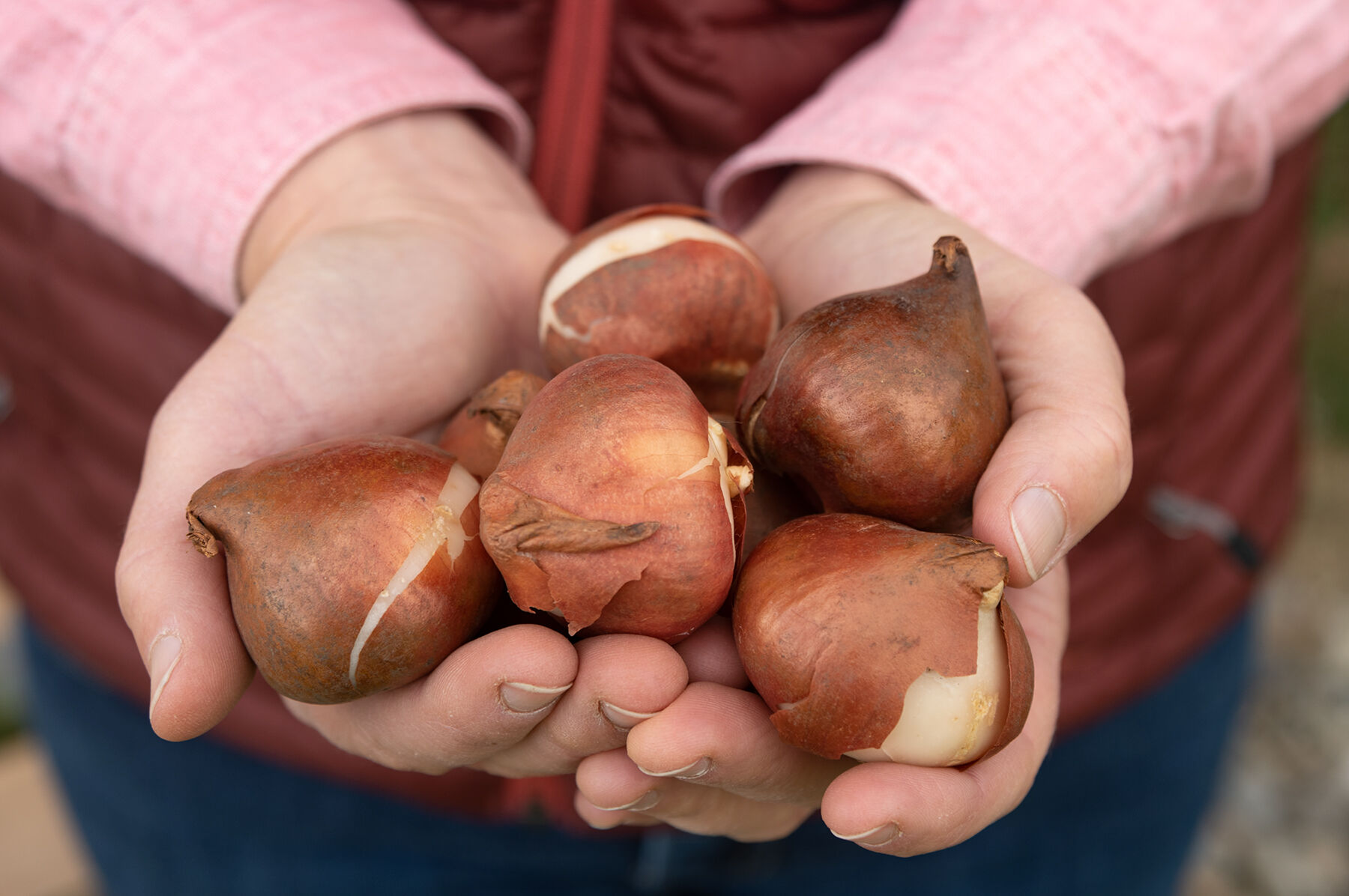 Queen of the Night Tulips