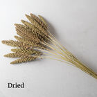 Highlander Grasses, Ornamental