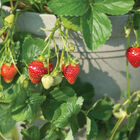 Seascape – Spring-Planted Strawberry Bare-Root Plants