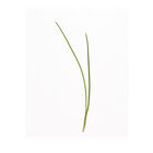 Scallion Microgreen Vegetables