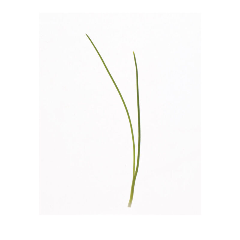 Scallion Microgreen Vegetables