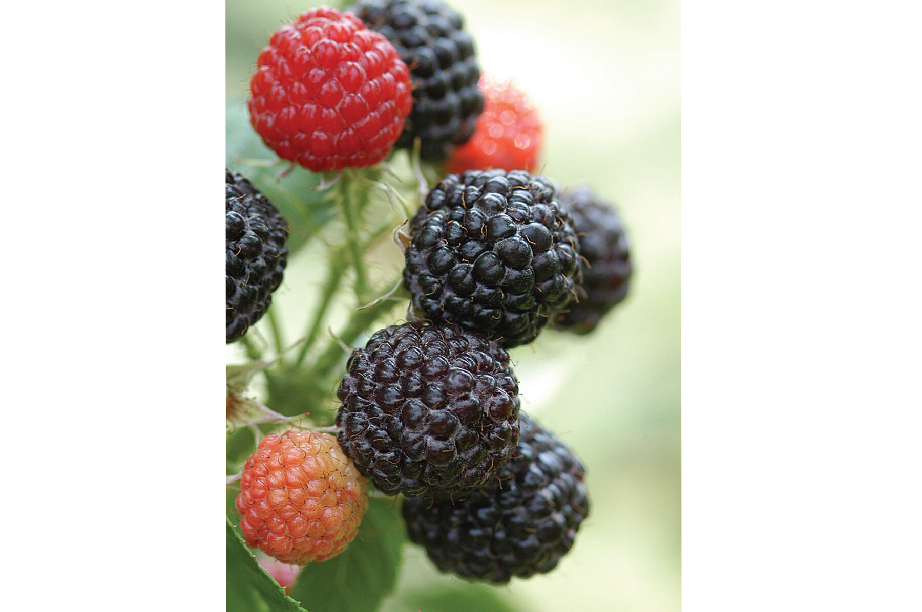 Jewel Black Raspberry Plants Johnny's Selected Seeds