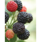 Jewel Jewel Raspberry
