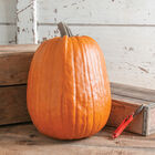 Early Giant Jack-o-Lanterns
