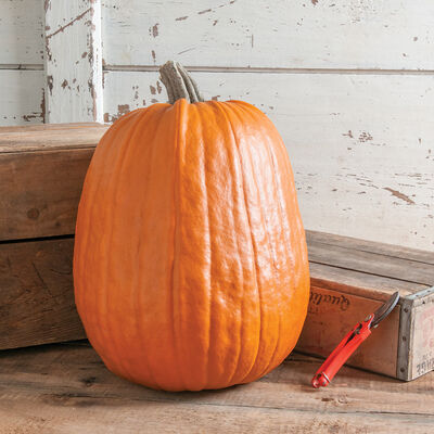 Early Giant Jack-o-Lanterns