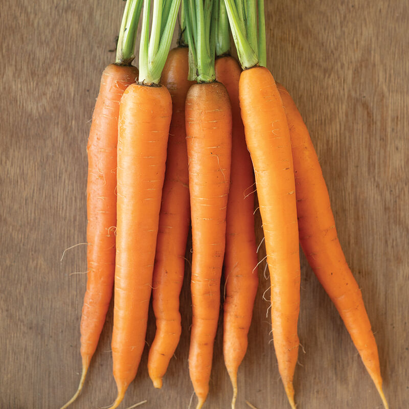 Caravel Early Carrots