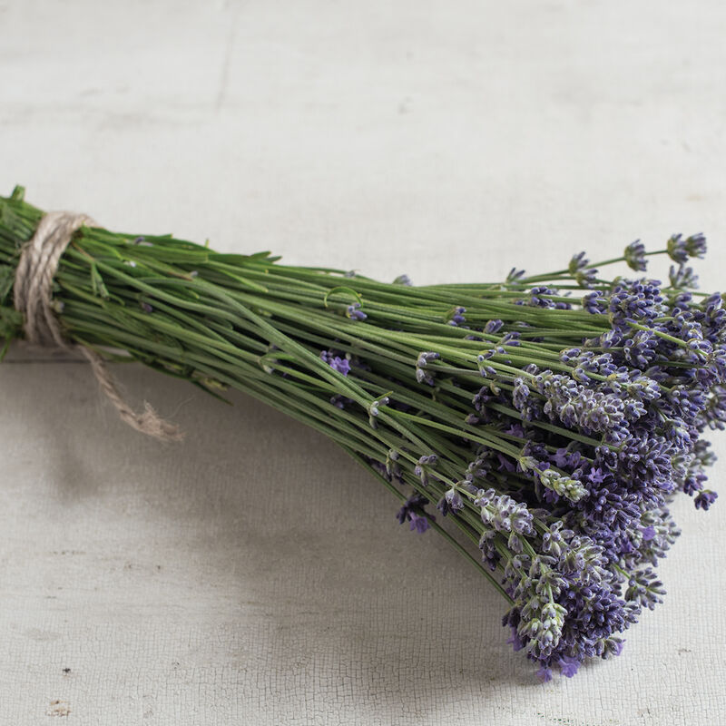 Munstead-Type Lavender