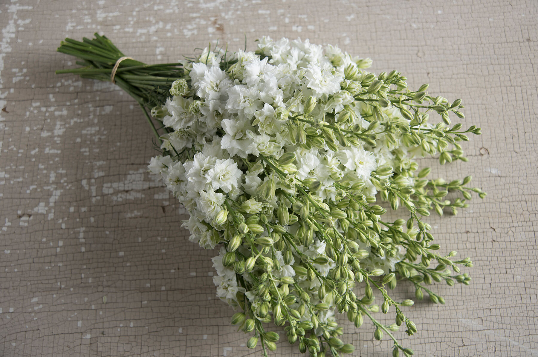 White larkspur shop