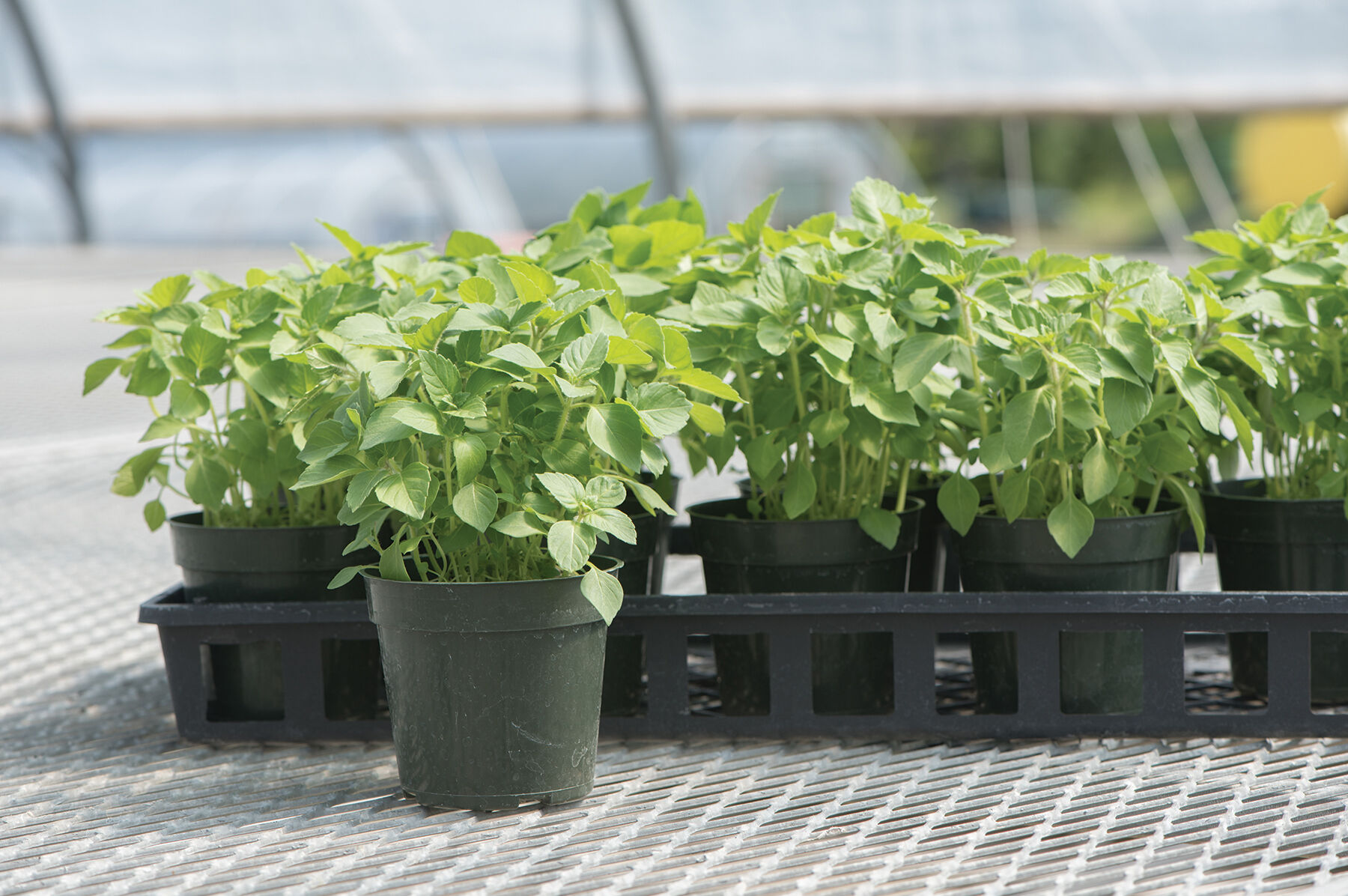 thumbnail image 2 of Kapoor Tulsi / Holy Basil Seeds – 250ct, Great Scent, Easy To Grow, Free Shipping 2 of 4