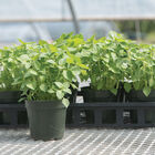 Kapoor Tulsi (Holy Basil) Holy Basil