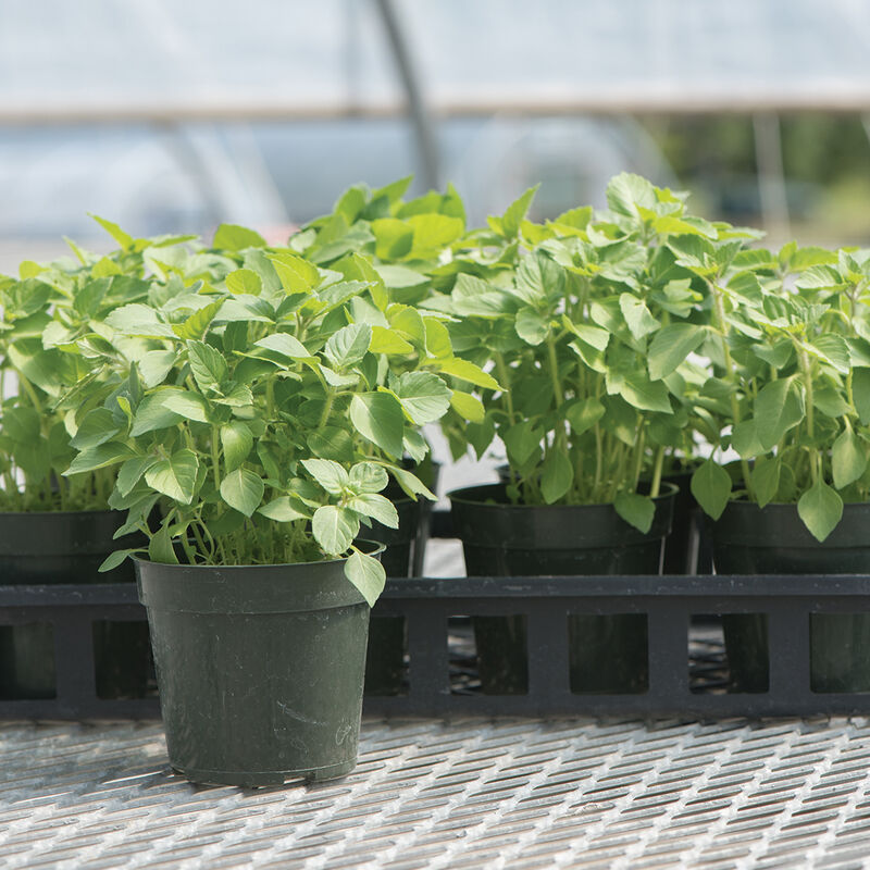 Kapoor Tulsi (Holy Basil) Holy Basil