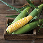 Tempo XR Sweet Corn