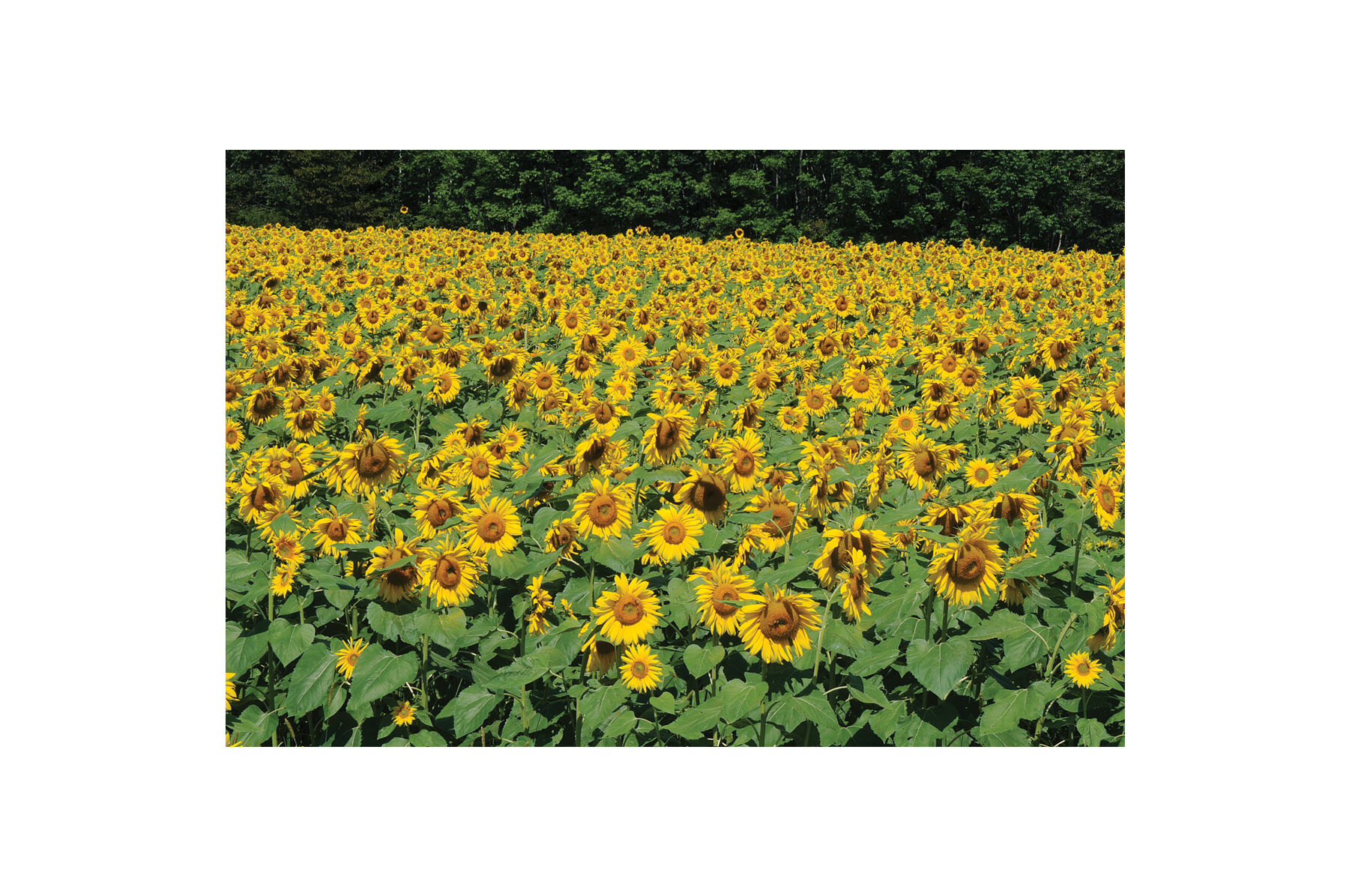 Royal Hybrid&reg; 1121 Sunflower Farm Seed