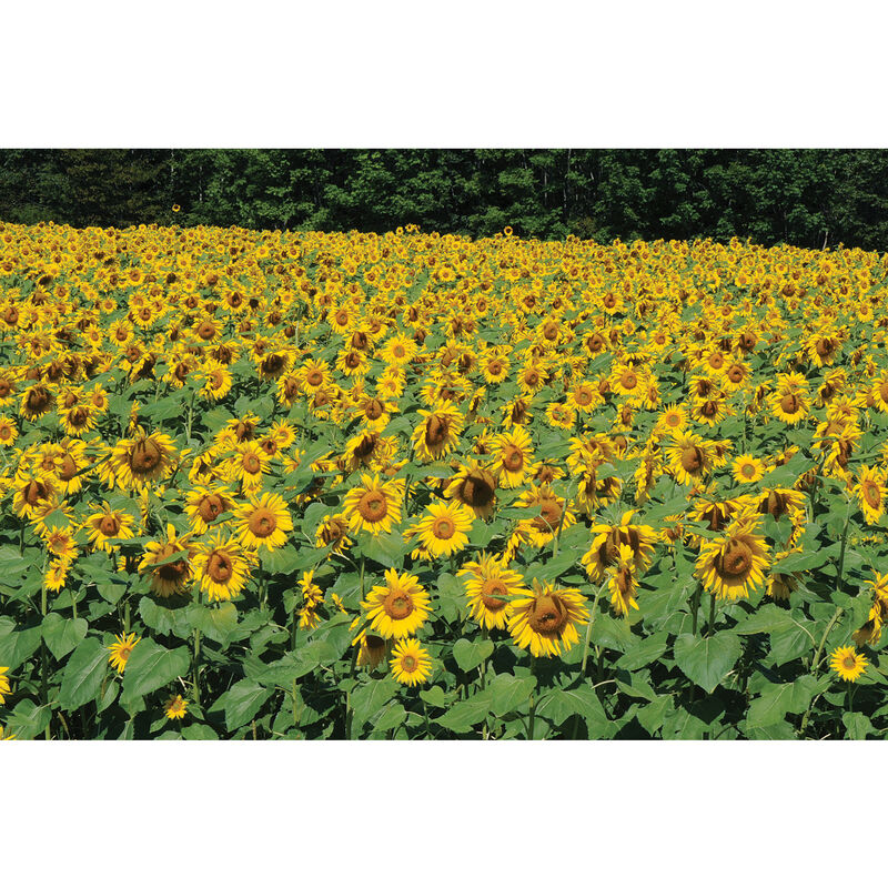 Royal Hybrid® 1121 Sunflower Tall Sunflowers