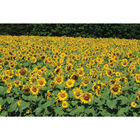 Royal Hybrid® 1121 Sunflower Tall Sunflowers