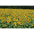 Royal Hybrid® 1121 Sunflower Royal Hybrid® 1121 Sunflower Farm Seed