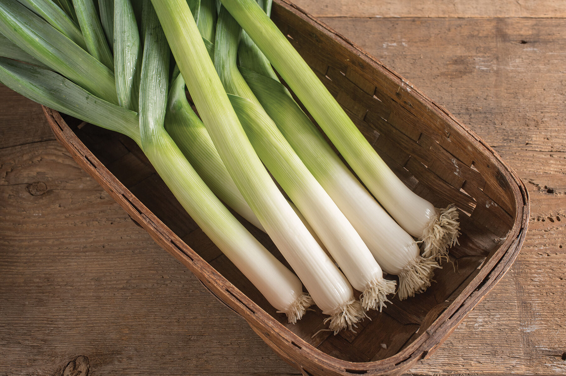 King Richard - Organic Leek Seed | Johnny's Selected Seeds
