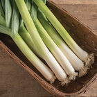King Richard Leeks