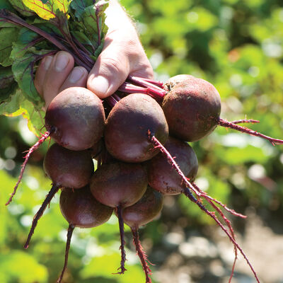 Zeppo Round Red Beets