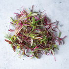 Amaranth, Glitter Mix Microgreen Mixes