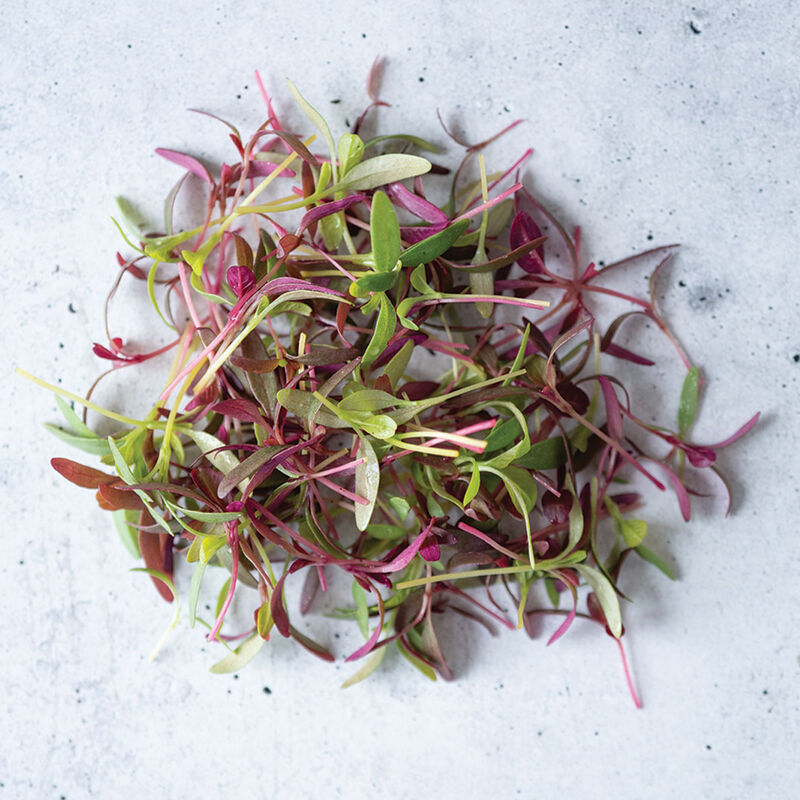 Amaranth, Glitter Mix Microgreen Mixes