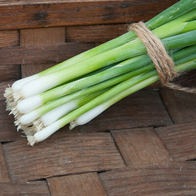 Parade Parade Bunching Onions