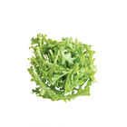 Sulu Oakleaf Lettuce
