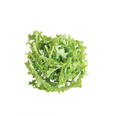 Sulu Oakleaf Lettuce