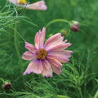 Apricotta Cosmos