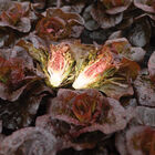 Volcana Bibb Lettuce