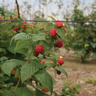 Encore Raspberry