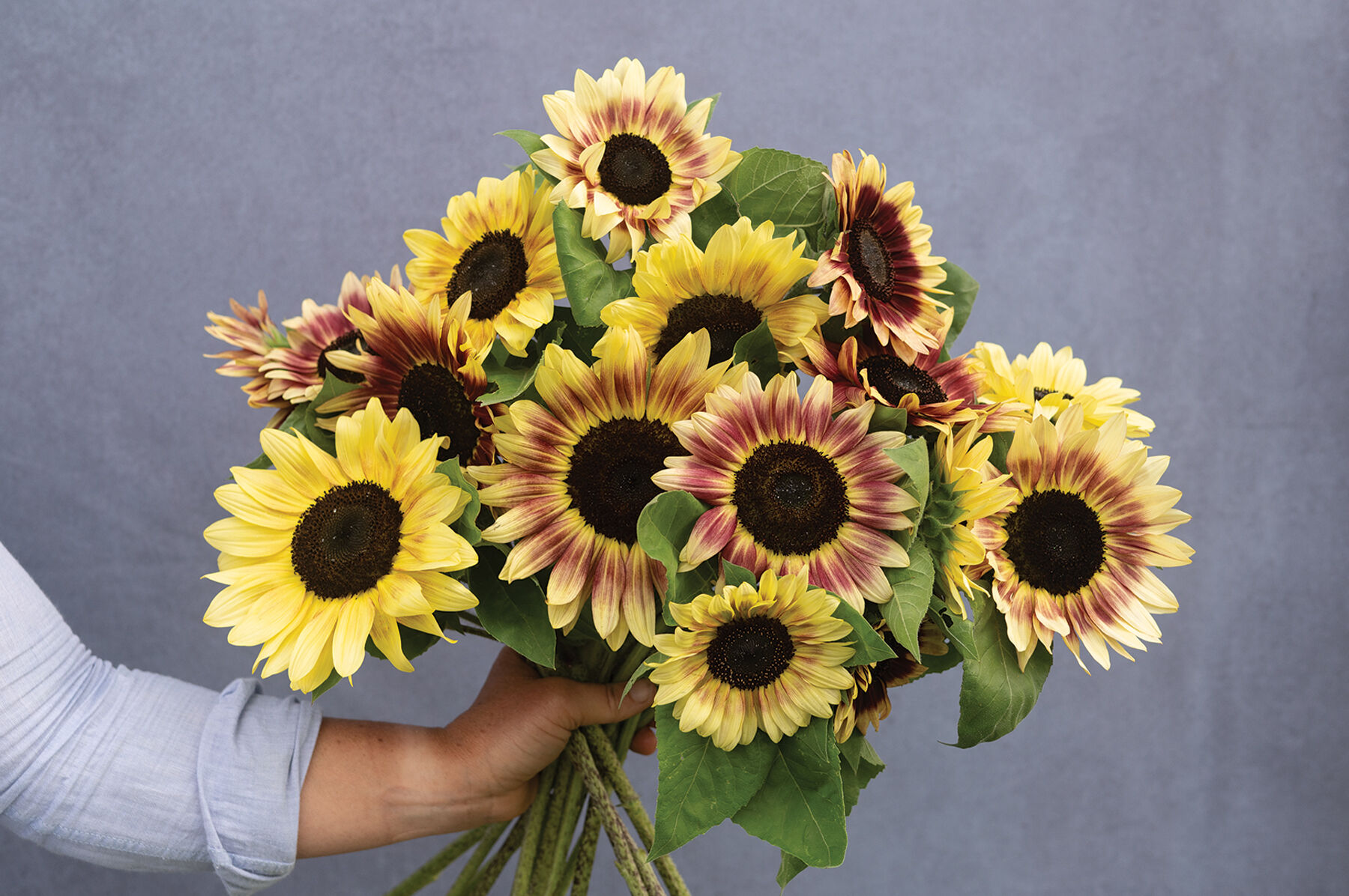Summer Lovin - Yellow, Red, Pink, and Bicolor Sunflower