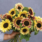 Summer Lovin Sunflower Mixes