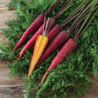 Dragon Colored Carrots