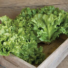 Eros Escarole